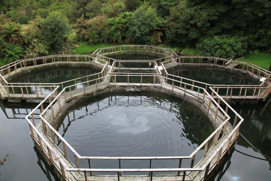 South Westland Salmon